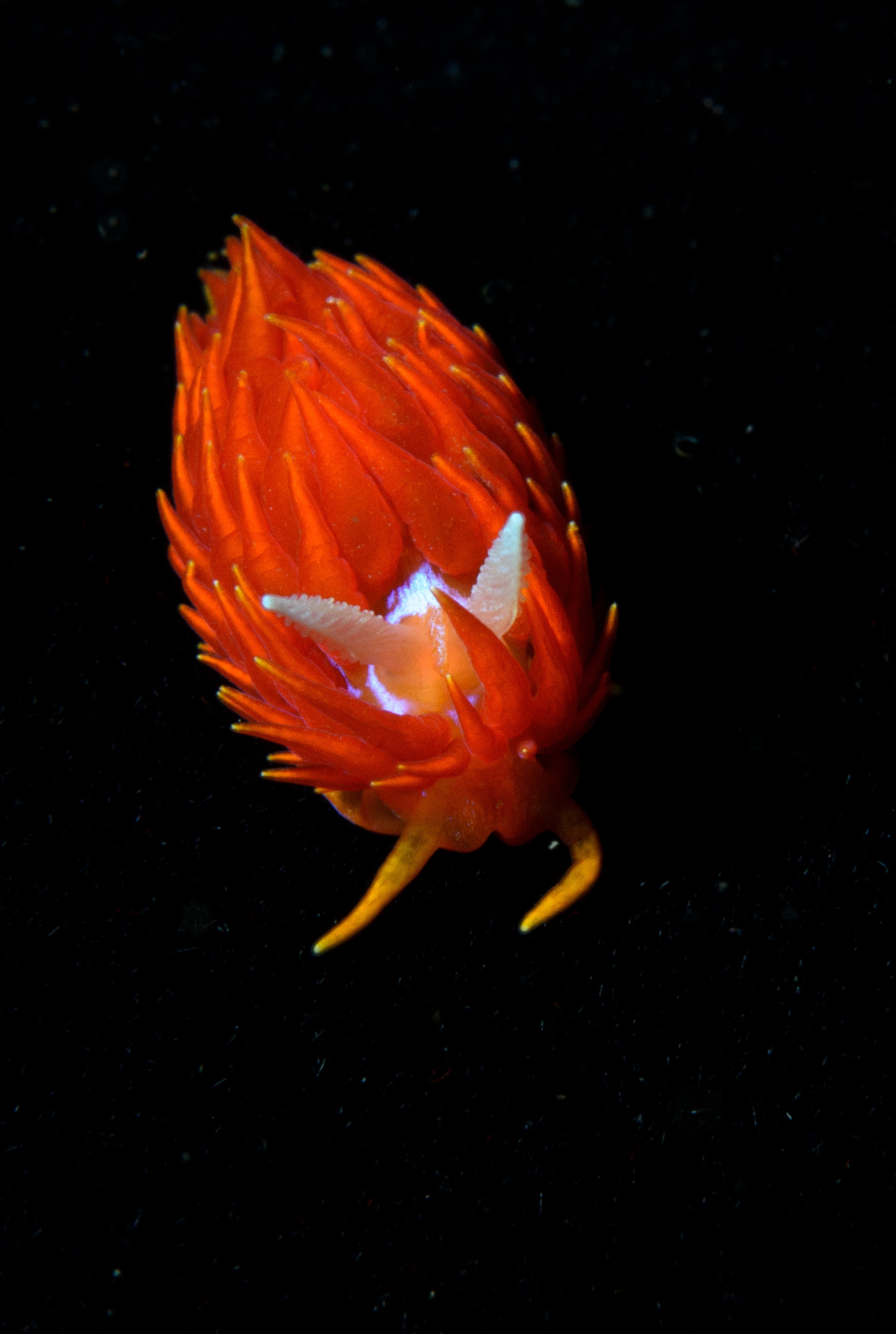 DSC_2353 (2) – crispin, nz, new, zealand, new zealand, aug16_cm, Fire, nudibranch, Janolus, ignis, slug, seaslug,